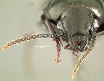 Media type: image;   Entomology 600477 Aspect: head frontal view